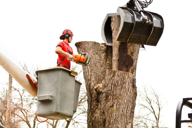 How Our Tree Care Process Works  in  Woodbranch, TX